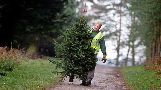 Compra un abeto natural, pero con raíces, para Navidad